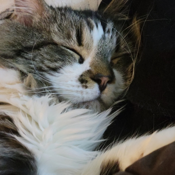 Pets!! - Picture 9 of 12